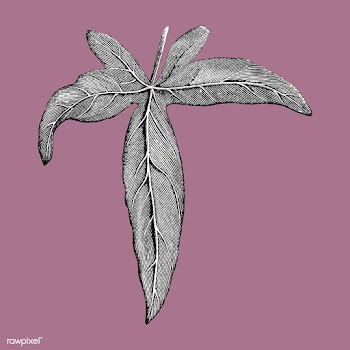 Vintage leaf illustration | Free stock vector - 502556