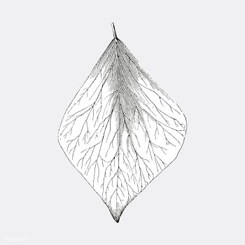 Vintage leaf illustration | Free stock vector - 502560