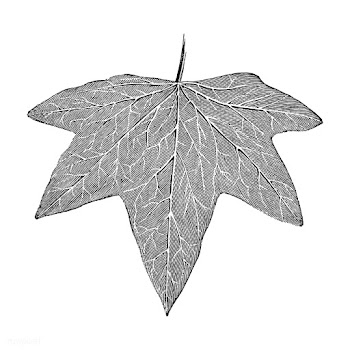Vintage leaf illustration | Free stock vector - 502568