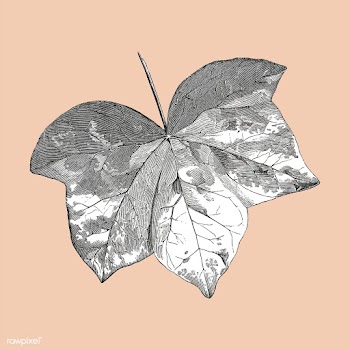 Vintage leaf illustration | Free stock vector - 502569