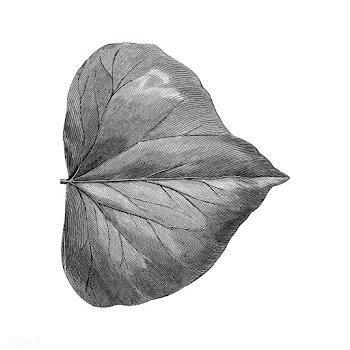 Vintage leaf illustration | Free stock vector - 502571
