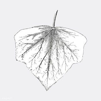 Vintage leaf illustration | Free stock vector - 502572