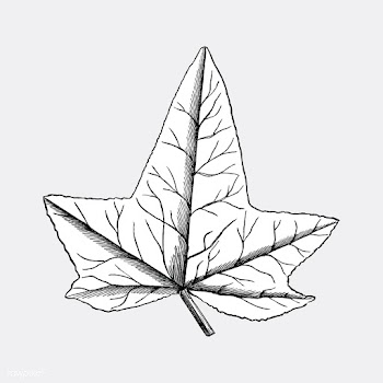 Vintage leaf illustration | Free stock vector - 502575