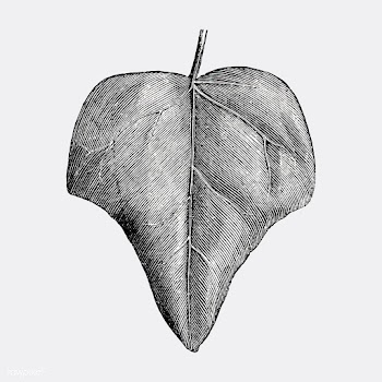 Vintage leaf illustration | Free stock vector - 502580