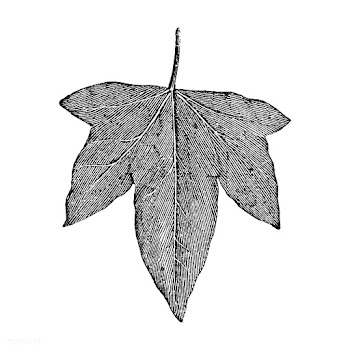 Vintage leaf illustration | Free stock vector - 502582