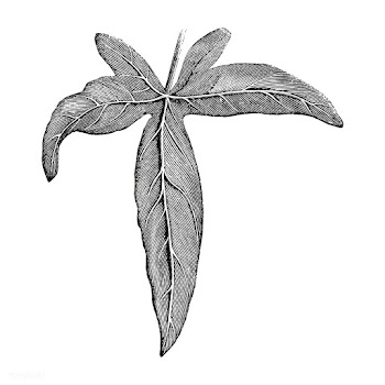 Vintage leaf illustration | Free stock vector - 502585