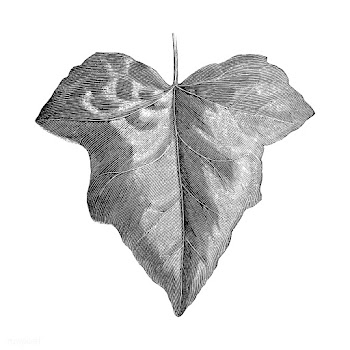 Vintage leaf illustration | Free stock vector - 502601