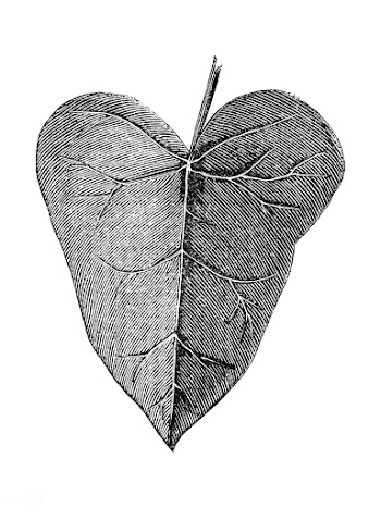 Vintage leaf illustration | Free stock vector - 502607
