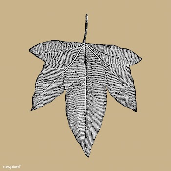 Vintage leaf illustration | Free stock vector - 502619