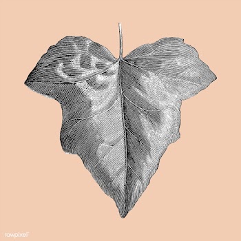 Vintage leaf illustration | Free stock vector - 502627