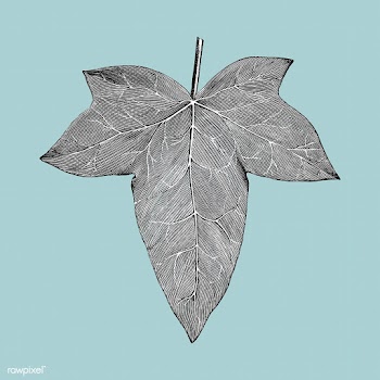 Vintage leaf illustration | Free stock vector - 502629