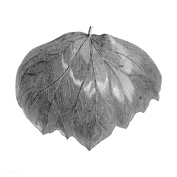 Vintage leaf illustration | Free stock vector - 502630