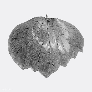 Vintage leaf illustration | Free stock vector - 502632