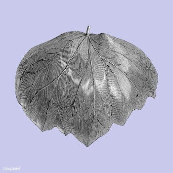 Vintage leaf illustration | Free stock vector - 502636