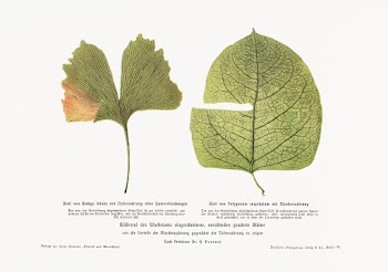 Vintage Leaves Illustration in high resolution from Weltall und Menschheit. Digitally enhanced from our own original edition.