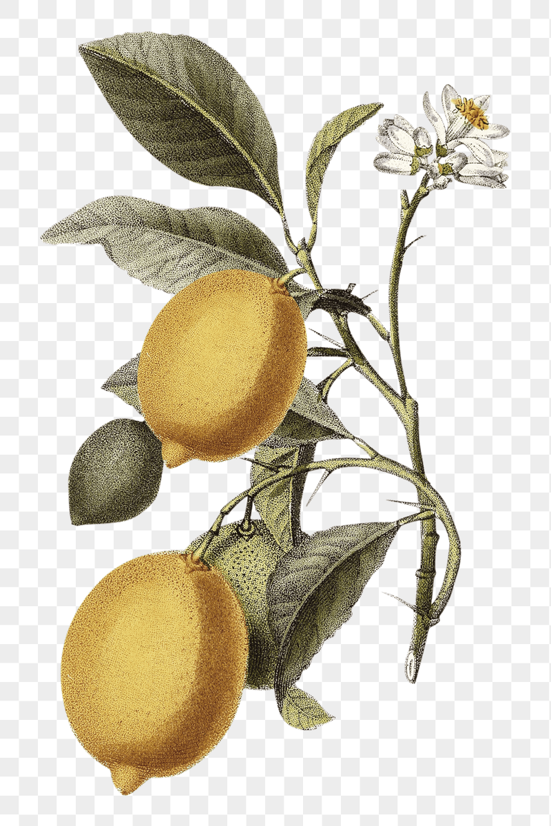 Vintage lemon png sticker, transparent | Free PNG - rawpixel