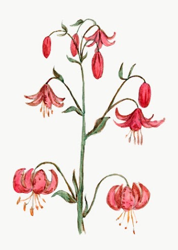 Vintage Lily drawing, classic floral | Free Photo - rawpixel