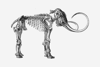 Vintage mammoth fossil, animal illustration. | Free Photo - rawpixel