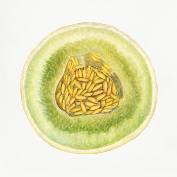 Vintage melon illustration. Digitally enhanced illustration from U.S. .. | Free public domain illustration - 2297936