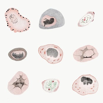 Vintage microscopic virus and bacteria illustration set transparent pn.. | Free  transparent png - 2319777