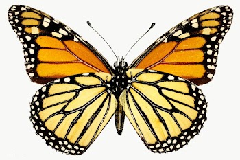 Vintage Monarch butterfly illustration design element  | Free  transparent png - 2287145