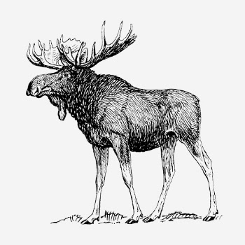 Vintage moose, animal illustration. Free | Free Photo Illustration - rawpixel