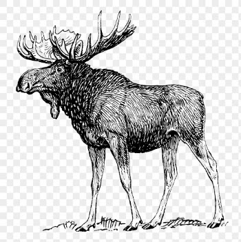 Vintage moose png, animal clipart, | Free PNG Illustration - rawpixel
