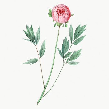 Vintage Moutan peony illustration, classic | Free Photo - rawpixel
