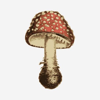Vintage mushroom hand drawn illustration. | Free Photo - rawpixel