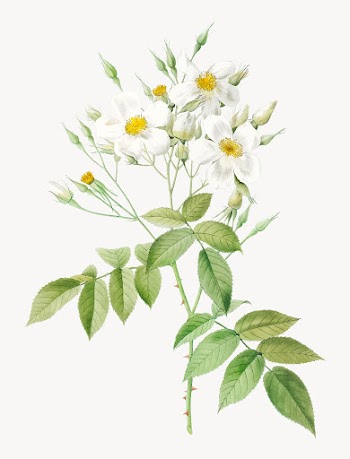 Vintage musk rose poster | Free stock vector - 574184