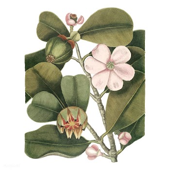 Vintage nature illustration | Free stock vector - 451805