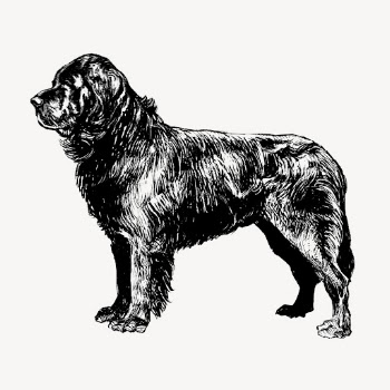 Vintage Newfoundland dog, animal illustration | Free Vector Illustration - rawpixel