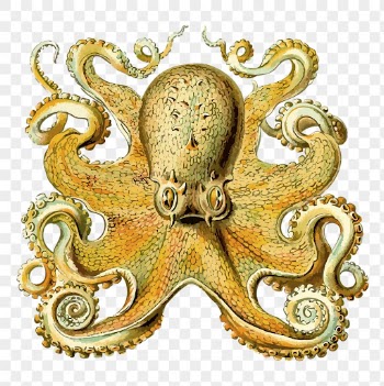 Vintage octopus png, sea life | Free PNG Illustration - rawpixel