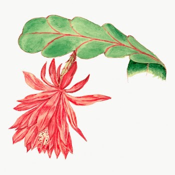 Vintage Orchid cactus drawing, classic | Free Photo Illustration - rawpixel