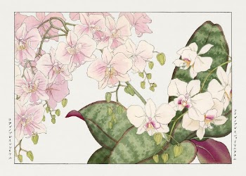 Vintage orchid flower, ukiyo e | Free Photo Illustration - rawpixel