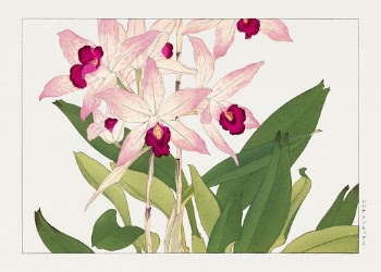 Vintage orchid flower, ukiyo e | Free Photo Illustration - rawpixel