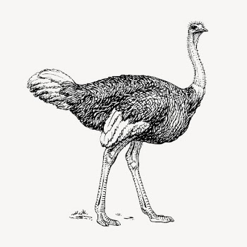 Vintage ostrich, animal illustration vector. | Free Vector Illustration - rawpixel