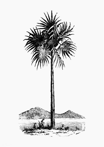 Vintage palm tree illustration | Free stock vector - 556702
