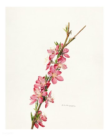 Vintage peach blossom illustration. Digitally enhanced illustration fr.. | Free public domain illustration - 2291769