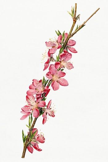 Vintage peach blossom illustration mockup. Digitally enhanced illustra.. | Free public domain illustration - 2289680