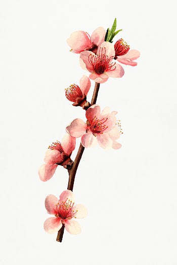 Vintage peach blossom illustration mockup. Digitally enhanced illustra.. | Free public domain illustration - 2298015