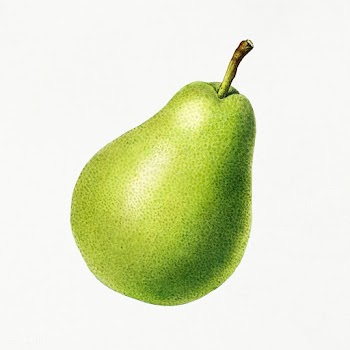 Vintage pear illustration. Digitally enhanced illustration from U.S. D.. | Free public domain illustration - 2289566