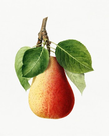 Vintage pear illustration. Digitally enhanced illustration from U.S. D.. | Free public domain illustration - 2289683