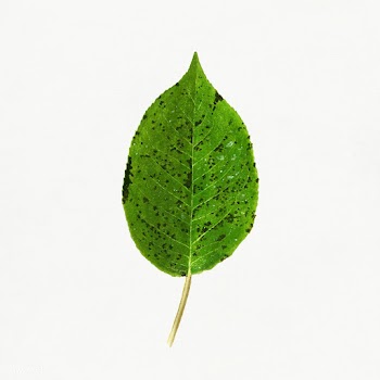 Vintage pear leaf illustration. Digitally enhanced illustration from U.. | Free public domain illustration - 2297940