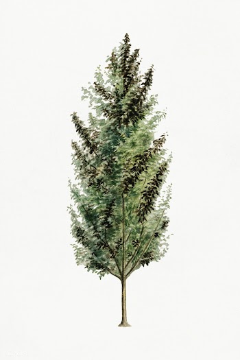 Vintage pear tree illustration. Digitally enhanced illustration from U.. | Free public domain illustration - 2297868