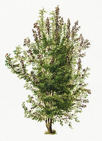 Vintage pear tree illustration. Digitally enhanced illustration from U.. | Free public domain illustration - 2297986