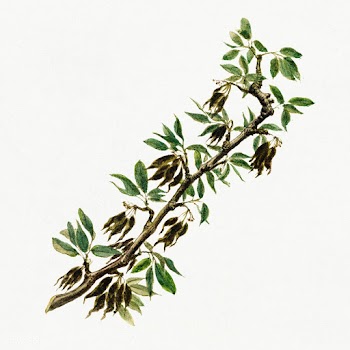 Vintage pear twig illustration. Digitally enhanced illustration from U.. | Free public domain illustration - 2297985