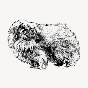 Vintage Pekingese dog, animal illustration | Free Vector Illustration - rawpixel