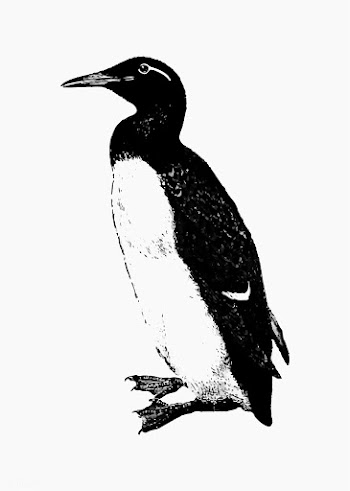 Vintage penguin illustration | Free stock vector - 556619