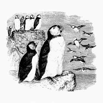 Vintage penguins illustration | Free stock vector - 556692
